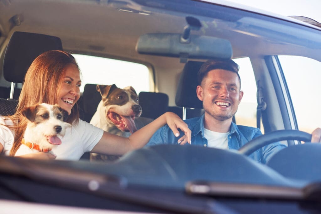 Road Trip with Dogs